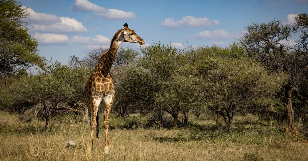 6 Days Kenya Safari from India: Sample Itinerary and Full Costs