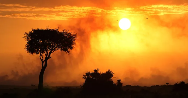 Africa Tour Packages from India: Best Operators and Prices