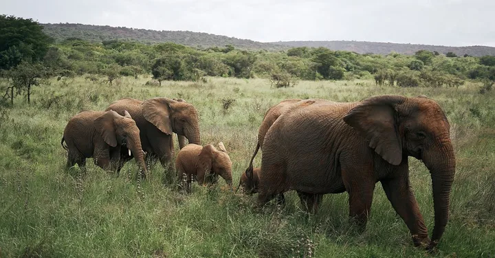 Akagera National Park Rwanda: Big Five Safari in East Africa's Hidden Gem