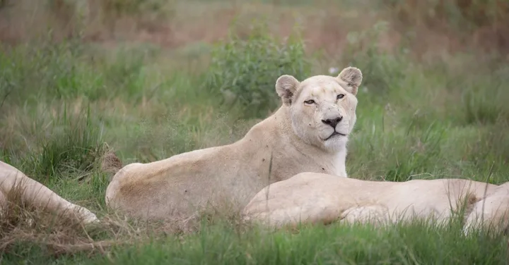 Best Kenya Safari Packages from India 2026 — Complete Guide