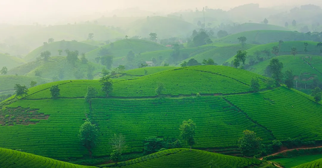 Cameron Highlands Malaysia: Tea Plantations, Strawberry Farms and Cool Air Cameron Highlands Malaysia: Tea Plantations, Strawberry Farms and Cool Air
