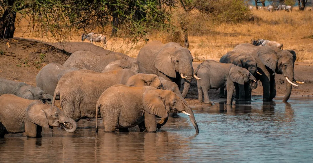 Chobe National Park Botswana: Elephant Kingdom Guide for Indians