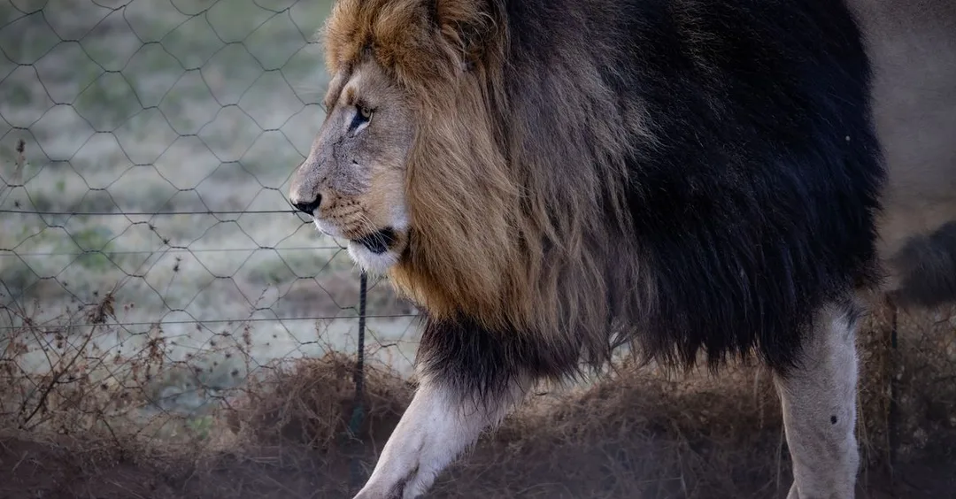 Gir National Park Gujarat: Asiatic Lion Safari Complete Guide 2026