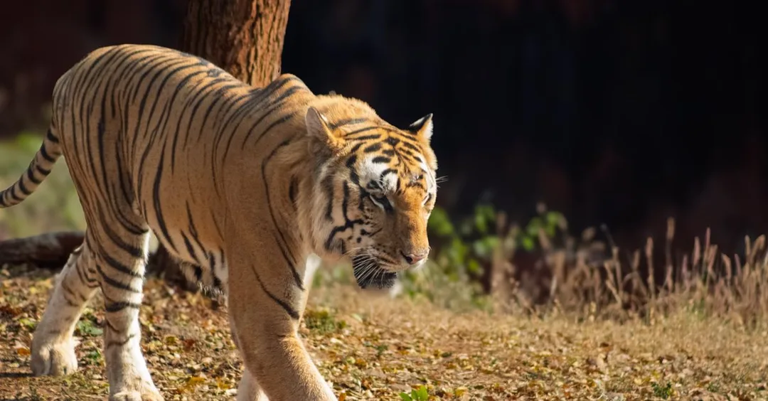 Jim Corbett National Park: Tiger Safari Weekend from Delhi Complete Guide