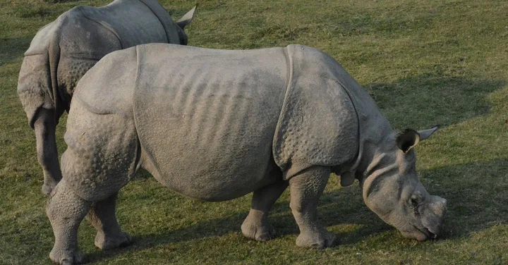 Kaziranga National Park Assam: One-Horned Rhino Safari and Best Time
