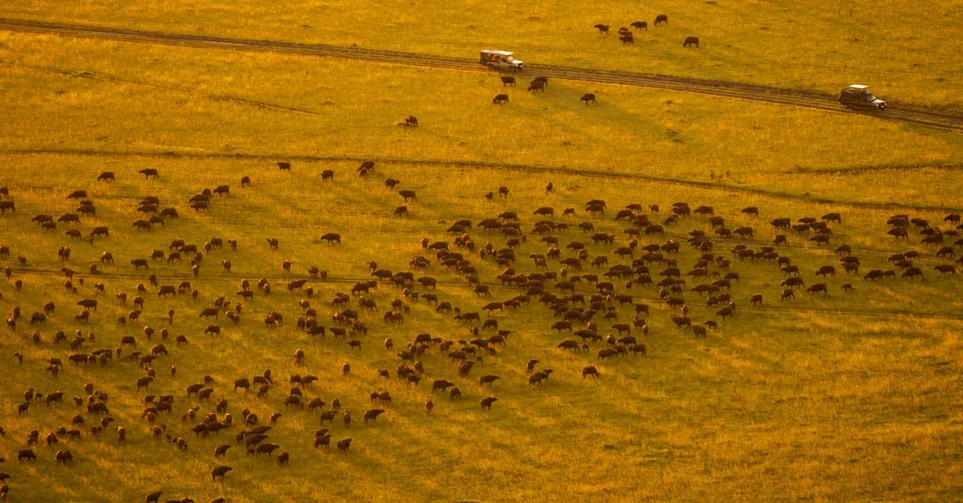 Kenya and Tanzania Combined Safari: Perfect 2-Week Itinerary