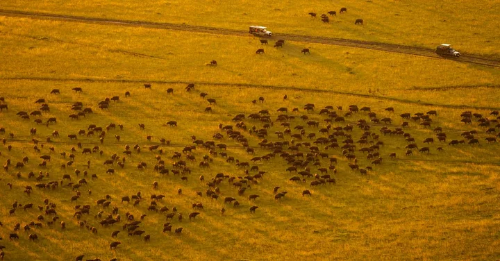 Kenya and Tanzania Combined Safari: Perfect 2-Week Itinerary