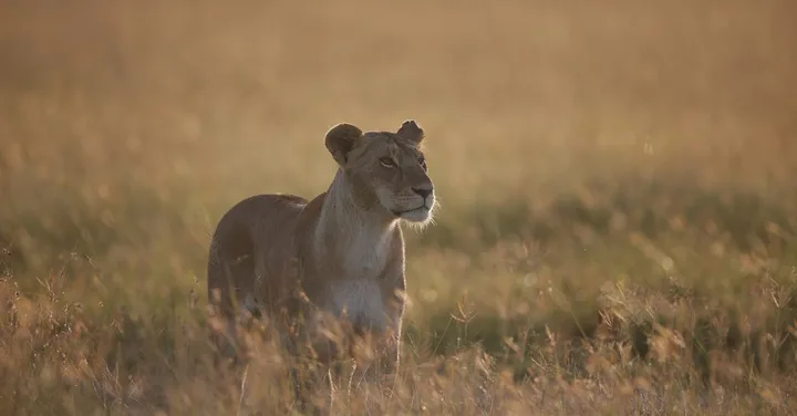 Kenya Safari for Indian Families: What Kids Need to Know