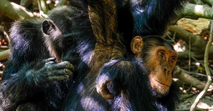 Mahale Mountains Tanzania: Chimpanzee Trekking on Lake Tanganyika
