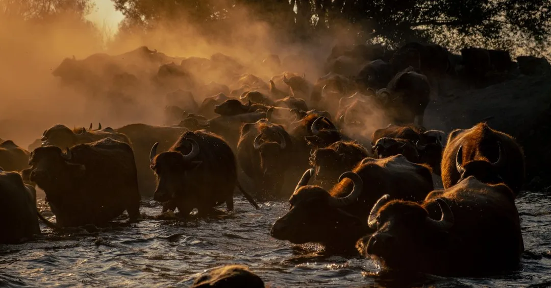 Masai Mara Great Migration 2026: When and Where for Indian Travellers Masai Mara Great Migration 2026: When and Where for Indian Travellers