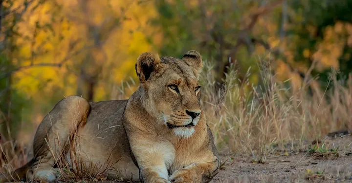 Masai Mara Private Conservancies vs Main Reserve: What to Book