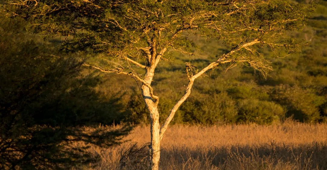 Masai Mara Safari Honeymoon from India: Romantic Camps and Packages