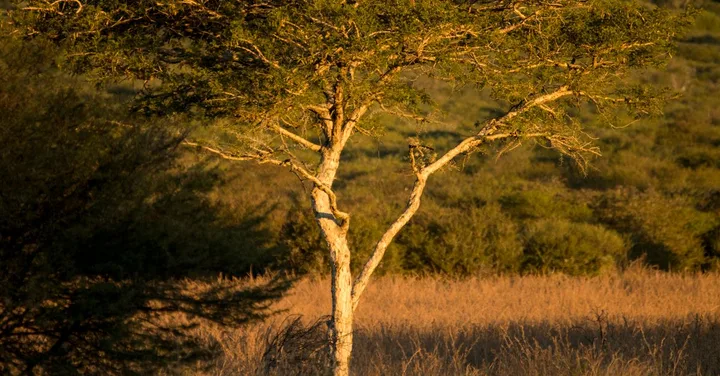 Masai Mara Safari Honeymoon from India: Romantic Camps and Packages