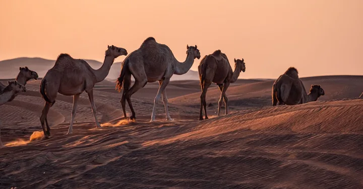 Morocco 10-Day Itinerary for Indians: Best Route and Budget