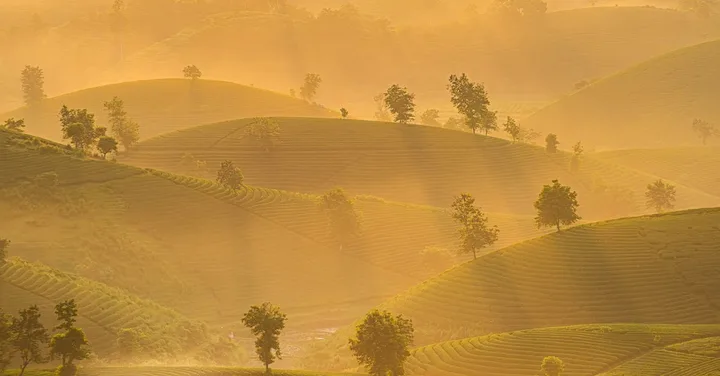 Munnar Kerala Tea Plantation Guide: Best Time, Stays and Things to Do