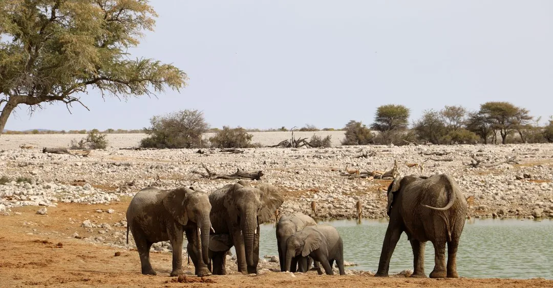 Namibia Safari from India 2026: Etosha, Sossusvlei and Skeleton Coast Namibia Safari from India 2026: Etosha, Sossusvlei and Skeleton Coast