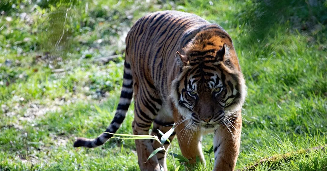 Pench National Park: The Jungle Book Habitat Tiger Safari Guide