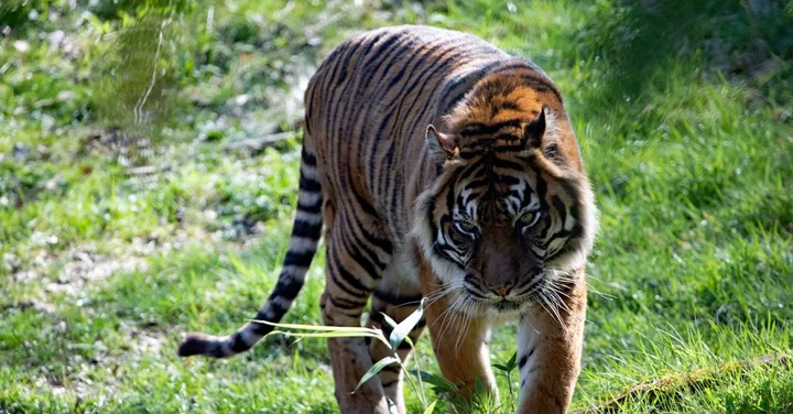 Pench National Park: The Jungle Book Habitat Tiger Safari Guide