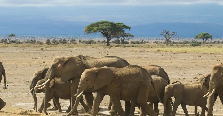 Pilanesberg National Park: Best Johannesburg Day Safari Guide
