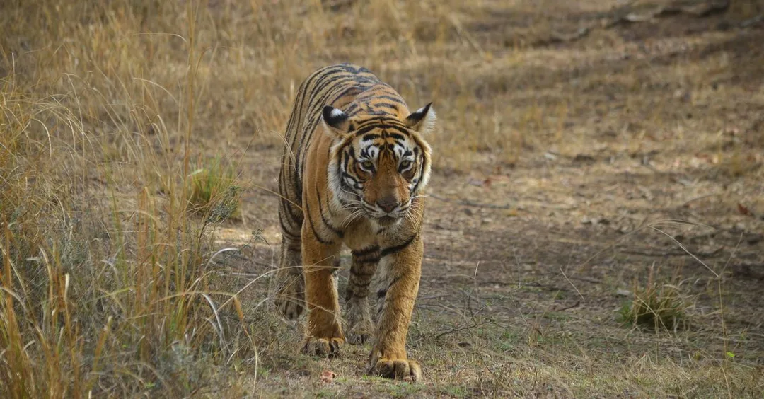 Ranthambore Tiger Reserve: Zone Guide, Best Season and Safari Booking