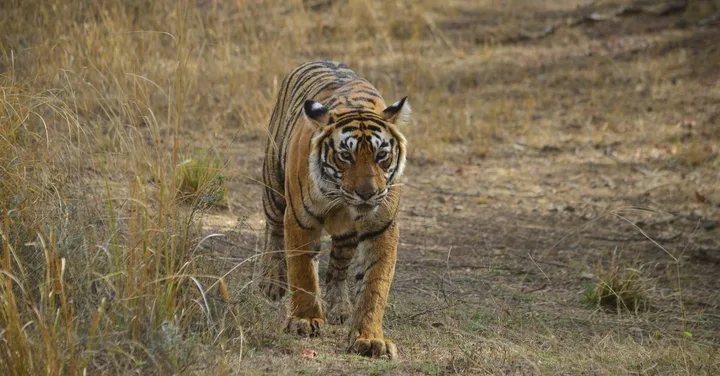 Ranthambore Tiger Reserve: Zone Guide, Best Season and Safari Booking