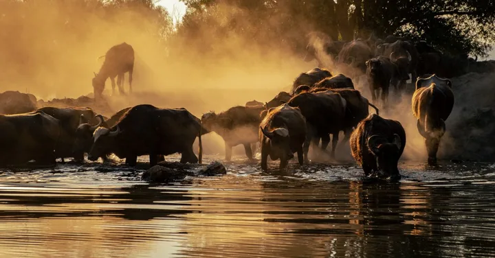 Ruaha National Park Tanzania: Africa's Best Kept Safari Secret