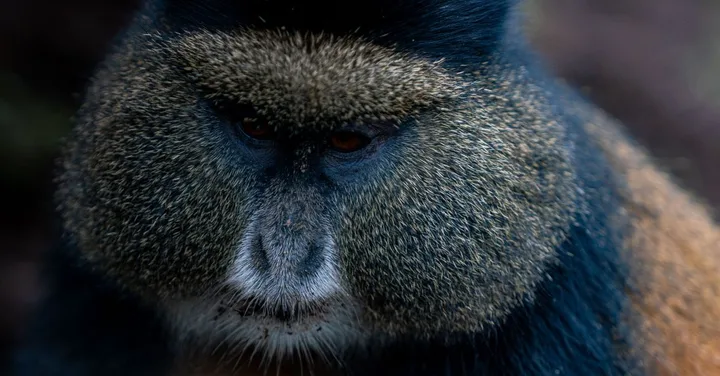 Rwanda Golden Monkey Trekking: The Lesser-Known Wildlife Experience