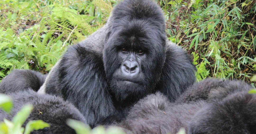 Rwanda Gorilla Trekking Permit 2026: How to Book from India