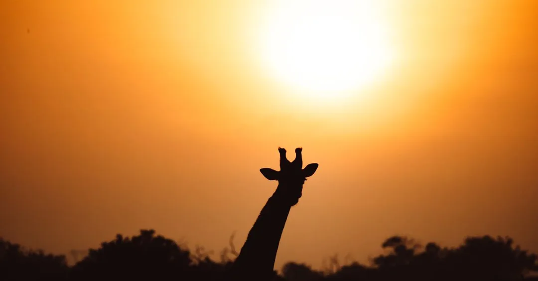 South Africa Safari Packages from India: Best Deals 2026