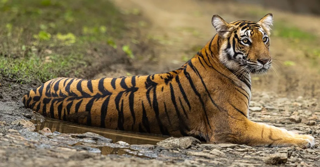 Sundarbans Bengal: Royal Bengal Tiger Boat Safari from Kolkata
