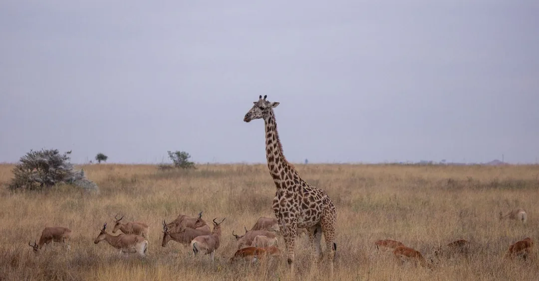 Tanzania Family Safari: Which Parks Are Best for Kids Tanzania Family Safari: Which Parks Are Best for Kids