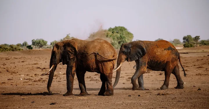 Tsavo East National Park: Kenya's Largest Park Red Elephant Guide