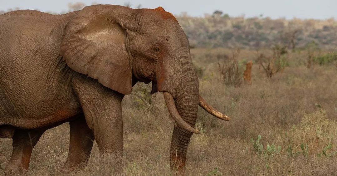 Tsavo East vs Tsavo West: Which to Add to Your Kenya Safari