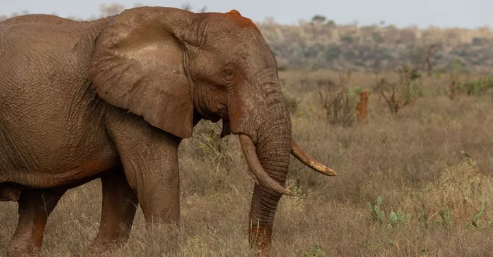 Tsavo East vs Tsavo West: Which to Add to Your Kenya Safari