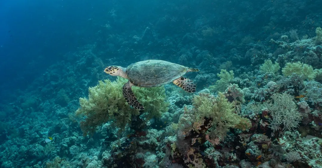 Watamu Marine National Park Kenya: Snorkelling, Turtles and Whale Sharks