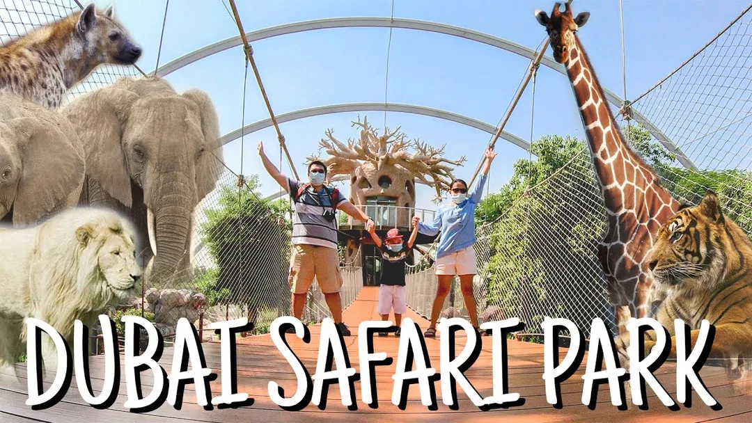 Why Dubai Safari Park Belongs on Every Wildlife Lover's Bucket List