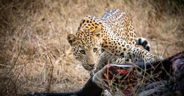 Yala National Park Sri Lanka: Leopard Safari Guide for Indians