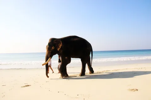 Elephant Beach, Havelock Elephant Beach, Havelock