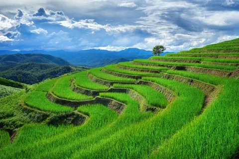 Tegallalang Rice Terraces Tegallalang Rice Terraces