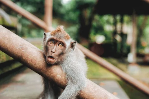 Monkey Forest Sanctuary, Ubud Monkey Forest Sanctuary, Ubud