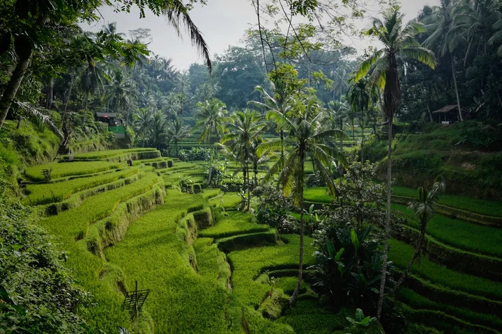 Bali Family Magic family holiday package by Safari Sutra