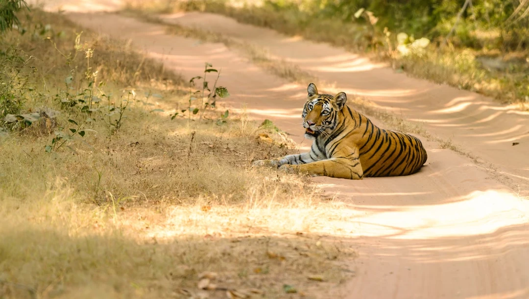 Bandhavgarh & Kanha National Parks