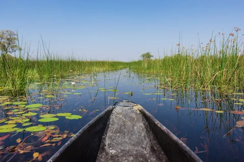Okavango Delta Mokoro Safari | Safari Sutra Holidays Mokoro canoe gliding through papyrus channels of the Okavango Delta, Botswana safari