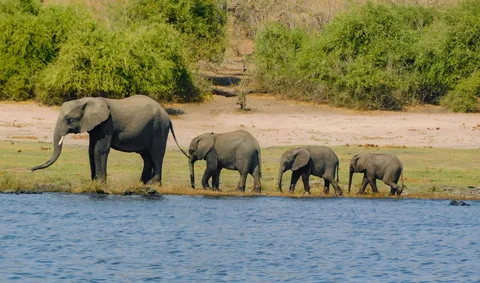 Chobe National Park Chobe National Park