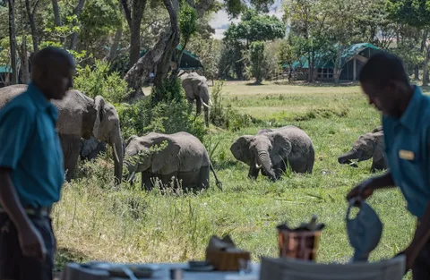 Dining at Botswana Safari Camps | Safari Sutra Holidays Safari camp dinner under the stars, Botswana — Indian vegetarian meals available on request