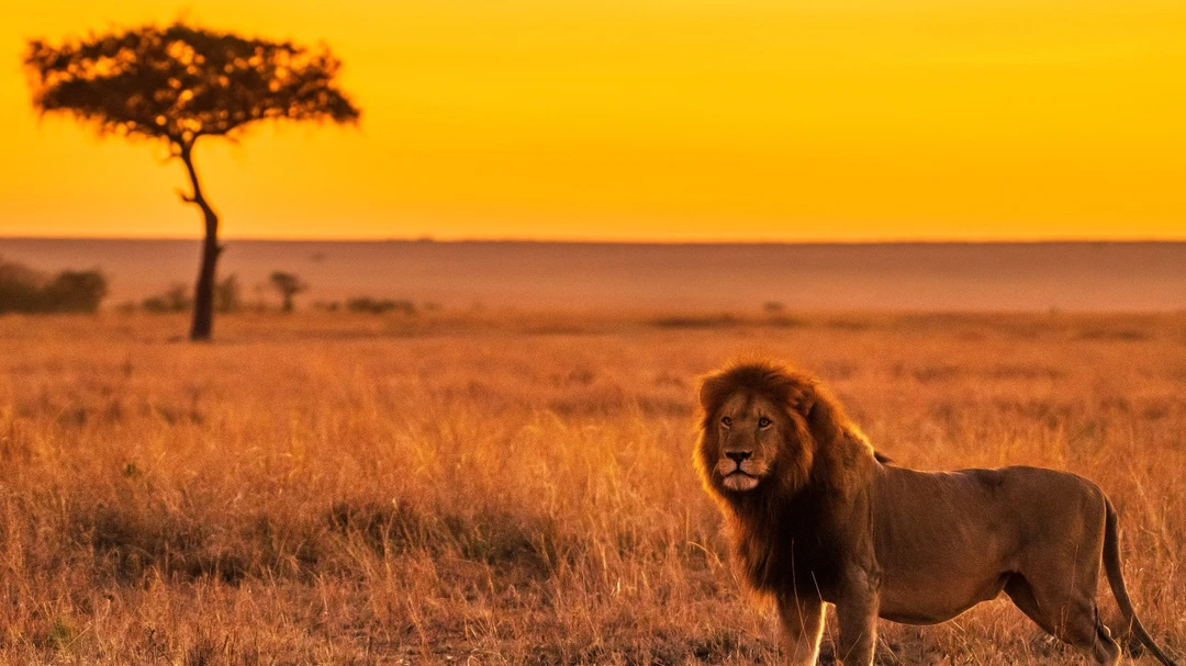 Wild Bengal tiger walking through golden hour grasslands on an Indian safari tour