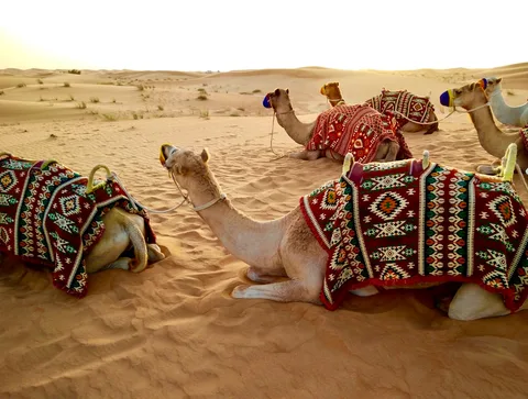 Dubai Desert Safari | Safari Sutra Holidays Desert safari dune bashing in Dubai — 4x4 adventure on red sand dunes | Safari Sutra Holidays