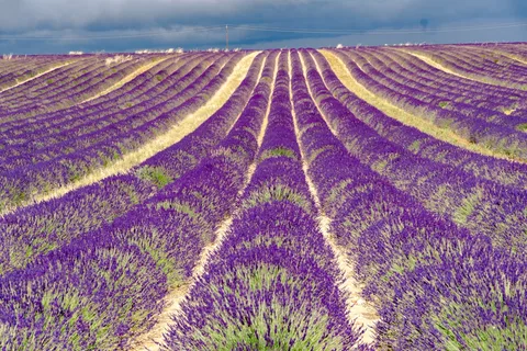 Lavender Fields of Provence, France | Safari Sutra Holidays Purple lavender fields in Provence, France — cultural landscape | Safari Sutra Holidays