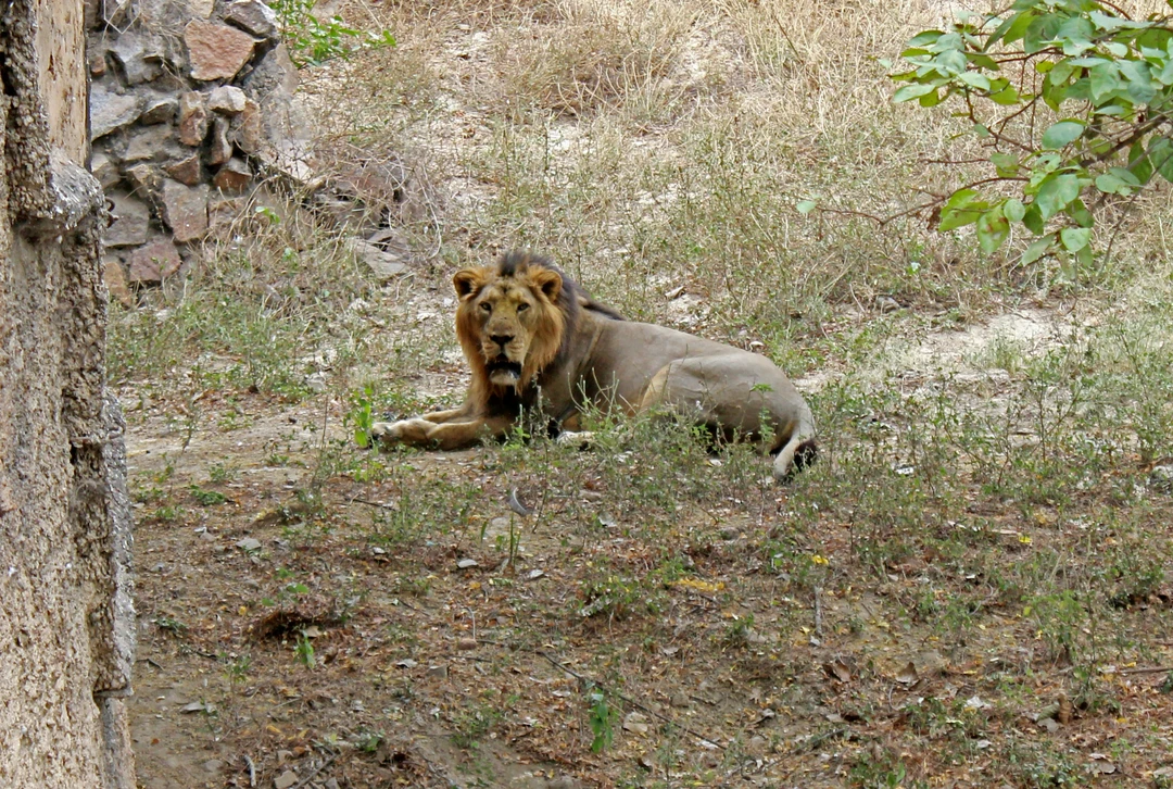 Gir National Park – Lion Kingdom Gir National Park – Lion Kingdom