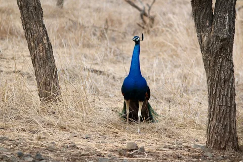 Gir National Park & Wildlife Sanctuary Gir National Park & Wildlife Sanctuary